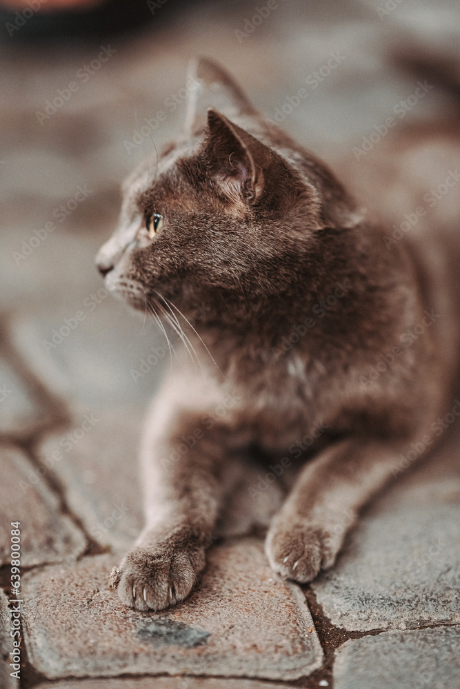 homeless purebred gray cat. Korat cat breed living on the street. abandoned pet