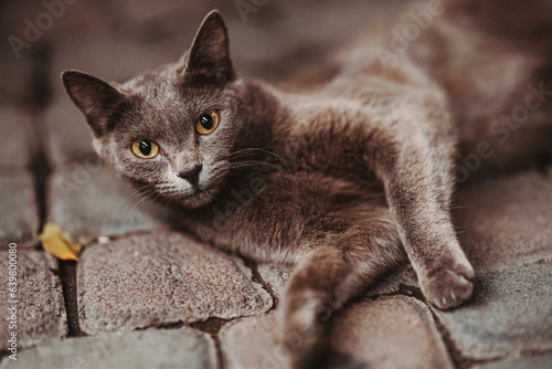 Obraz na plátně homeless purebred gray cat