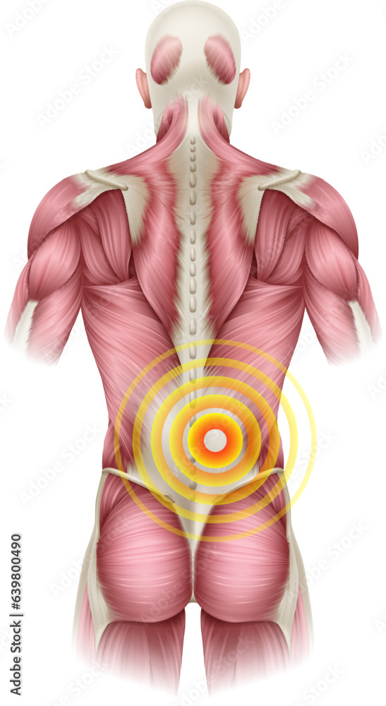 Lower back pain concept. human body muscles of the trunk shown from the