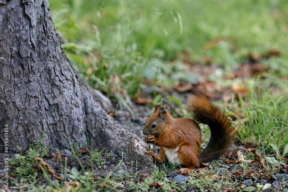 A squirrel sits under a tree and eats