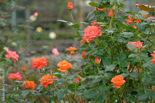 Marina rose in full blooming