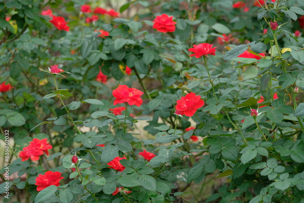 Concertino rose in full blooming