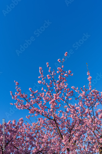 河津桜