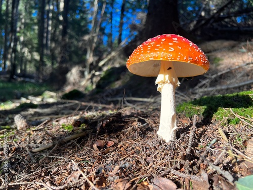 Red Poison Toadstool Mushroom in Norwegian Forest