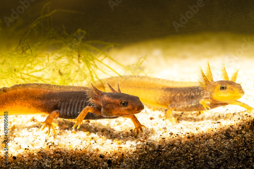 Close-up of two baby Himalayan newts or Himalayan salamanders. photo