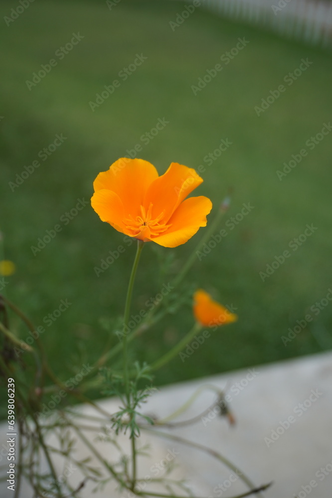 Obraz premium poppy flowers in the field