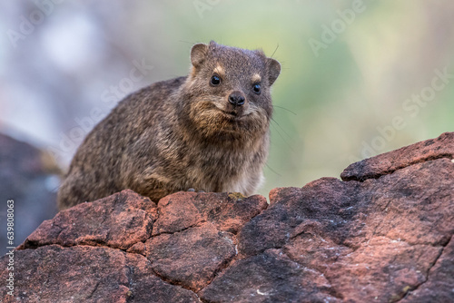 Rock Daman, Waterberg National Park, Namibia