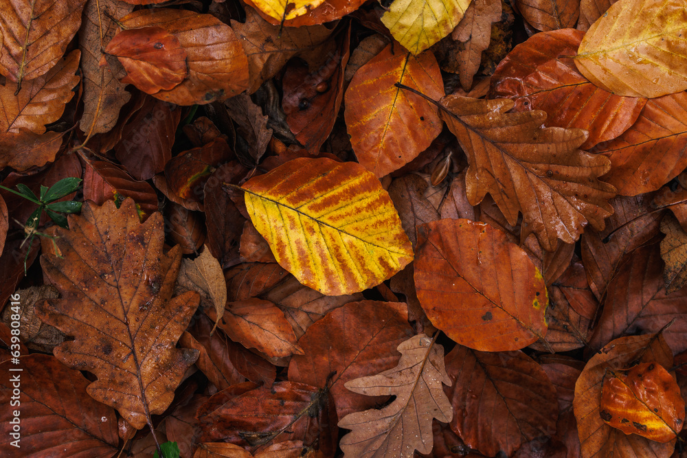 Fallen colorful leaves. Autumn nature background. Fall season. Top view Fallen colorful leaves. Autumn nature background. Fall season. Top view