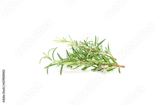 Rosemary sprig isolated on white background. Aromatic evergreen shrub