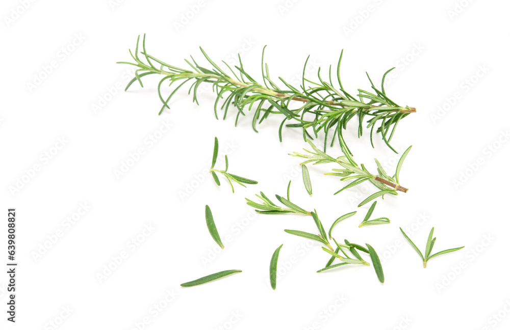 Rosemary sprig isolated on white background. Aromatic evergreen shrub Rosemary sprig isolated on white background. Aromatic evergreen shrub