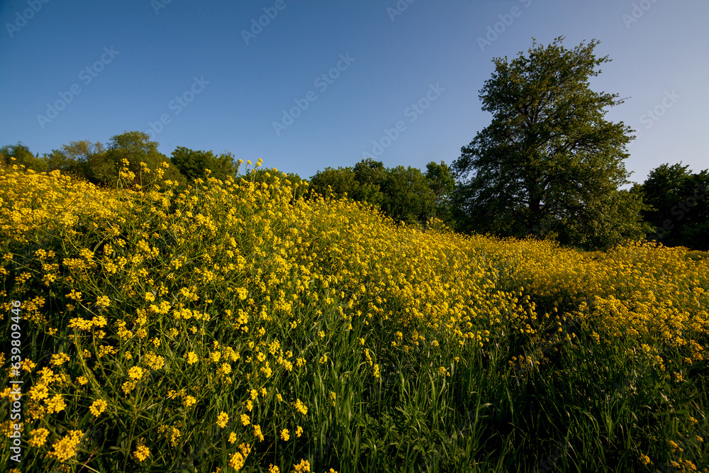 The landscape is spring with a meadow of yellow flowers, which are very abundant on the background of fresh green grass. In the distance you can see a tree, blue sky and bright sun shining on the path