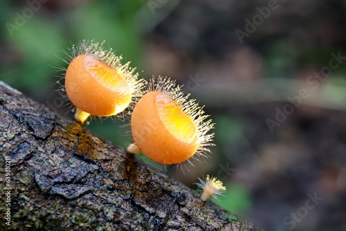 Cup fungi macro image. Cookeina tricholoma in branch decayed timber wet with rain and blurred green nature background Orange fungi cups Fungi is a fungi that are decomposers in the ecosystem. 
