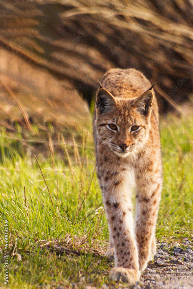 Eurasian lynx, Lynx lynx, in its natural habitat in the Bieszczady Mountains in the Carpathians, Poland.