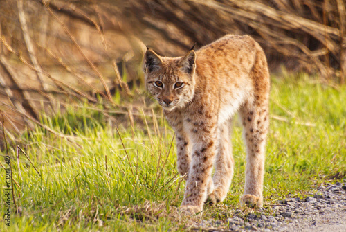 Eurasian lynx, Lynx lynx, in its natural habitat in the Bieszczady Mountains in the Carpathians, Poland. © Szymon Bartosz