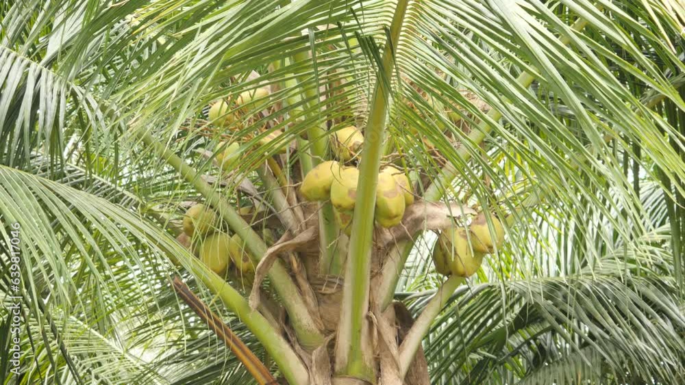 Coconut Tree leaves and coconuts on wind
Coconut Tree leaves and coconuts on wind
