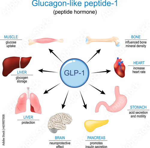 GLP-1. Glucagon-like peptide-1 photo