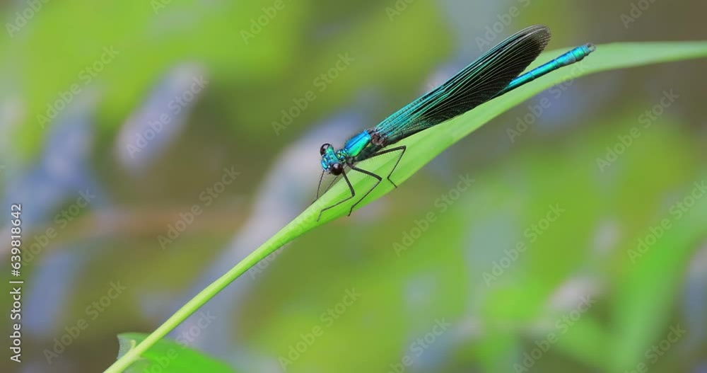Beautiful demoiselle (Calopteryx virgo) is a European damselfly belonging to the family Calopterygidae. It is often found along fast-flowing waters where it is most at home. Beautiful demoiselle (Calopteryx virgo) is a European damselfly belonging to the family Calopterygidae. It is often found along fast-flowing waters where it is most at home.