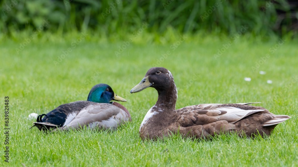 A female hybrid brown domestic duck (Swedish Blue x Mallard) resting on the grassland with her husband, a Mallard duck (Anas platyrhynchos), near the Water of Leith, Dunedin, New Zealand A female hybrid brown domestic duck (Swedish Blue x Mallard) resting on the grassland with her husband, a Mallard duck (Anas platyrhynchos), near the Water of Leith, Dunedin, New Zealand
