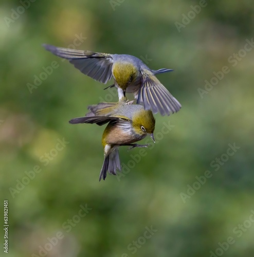 Silvereye or Tauhou (Zosterops lateralis) fighting in a garden with blurred green background, in Dunedin, New Zealand.