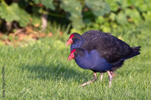 A pair of beautiful Australasian swamphen or Pukeko (Porphyrio melanotus) walking on the grass in the sunshine with a blurred background, at Tomahawk Lagoon, in Dunedin, South Island, New Zealand photo