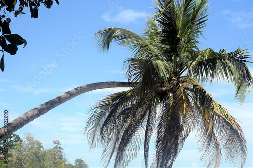 Palme auf Costa Rica