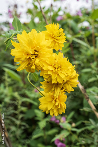 Yellow flowers blooming in the garden