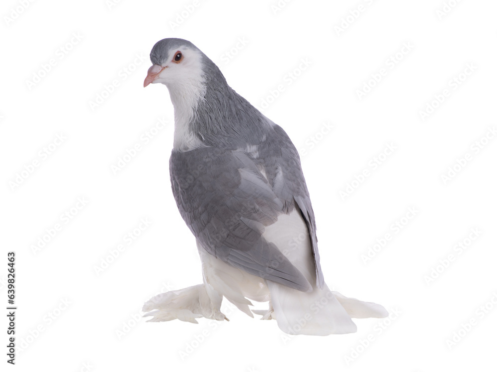 Obraz premium lahore pigeon isolated on white background