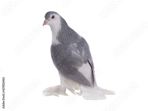 lahore pigeon isolated on white background © fotomaster