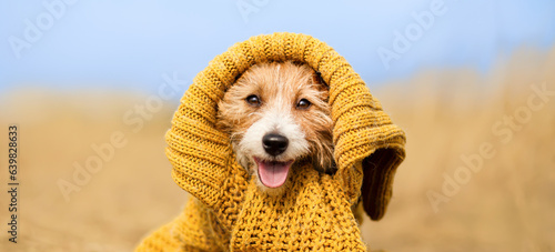 Happy pet dog wearing autumn winter pullover, pet clothing banner