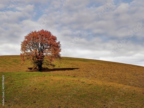 tree on rolling hills in autumn