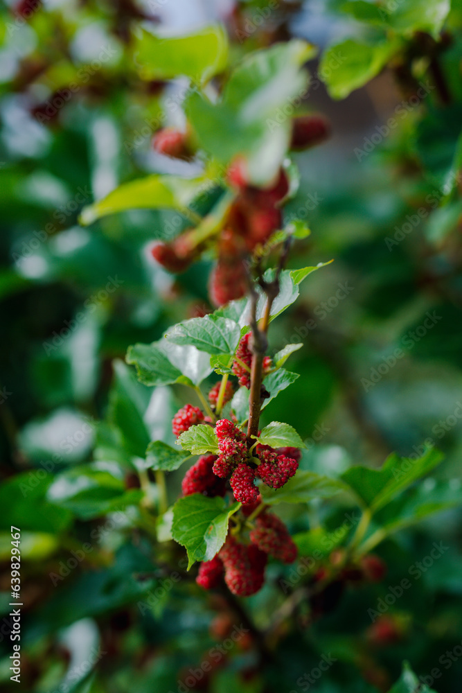 morus Nigra,The Vital Mulberry in Gardens, Nourishing Silkworms for Silk Production. morus Nigra,The Vital Mulberry in Gardens, Nourishing Silkworms for Silk Production.