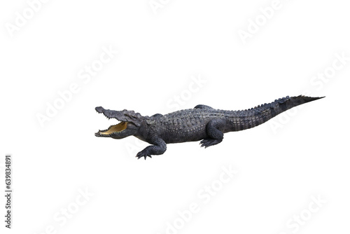 Crocodile portrait with open mouth isolated on transparent background png file © Warawut