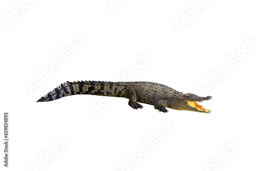 Crocodile portrait with open mouth isolated on transparent background png file