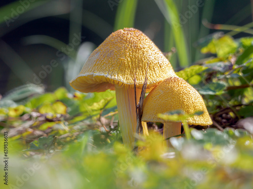 Yellow pleated parasol also known as plantpot dapperling. Park mushroom close-up photo