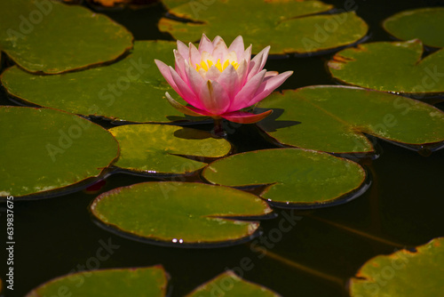 Nelumbo. lotus flower on the water. sacred delicate flower in the lake. large beautiful pink flower with green leaves in water. natural flower background. large round leaves. close-up