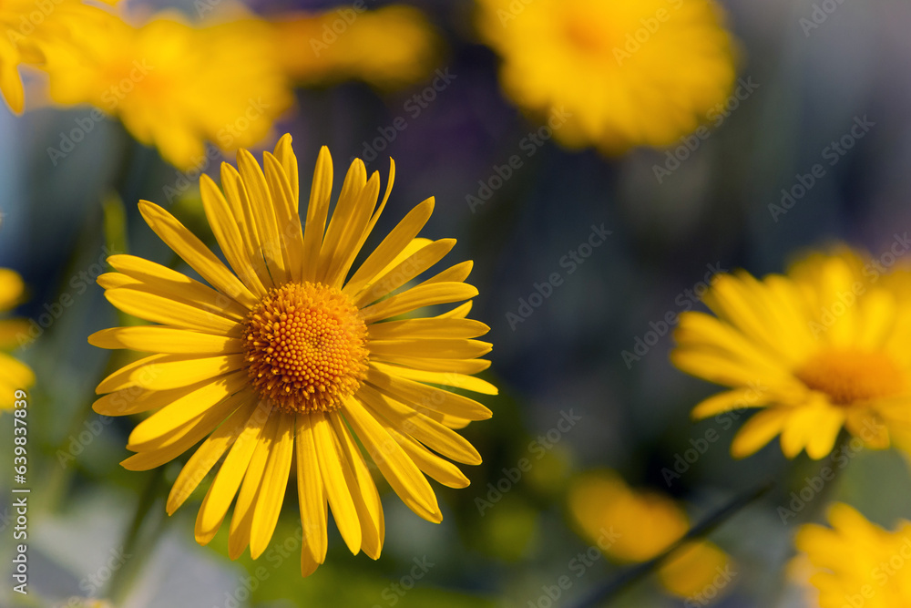 beautiful delicate yellow chamomile flowers, background. large flower of field daisy. yellow flowers on the flowerbed. floral background. yellow chamomile in spring or summer, in the sun. beautiful delicate yellow chamomile flowers, background. large flower of field daisy. yellow flowers on the flowerbed. floral background. yellow chamomile in spring or summer, in the sun.