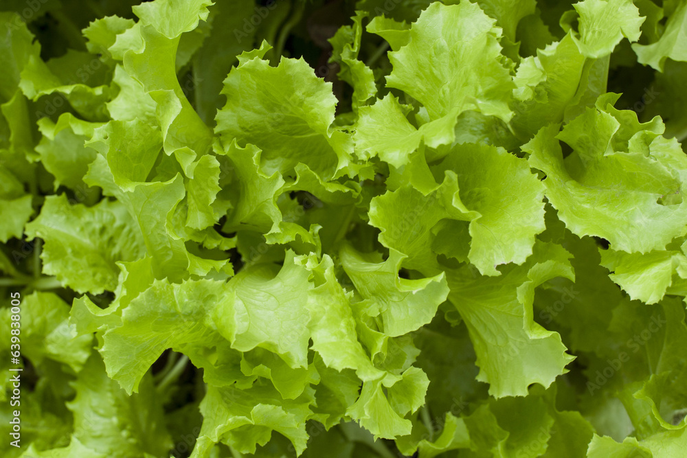 green lettuce leaves. green salad in the garden. Fresh salad for making healthy salad. Green leaves. vitamins, vegetarian food. spring freshness, green natural background. close-up green lettuce leaves. green salad in the garden. Fresh salad for making healthy salad. Green leaves. vitamins, vegetarian food. spring freshness, green natural background. close-up