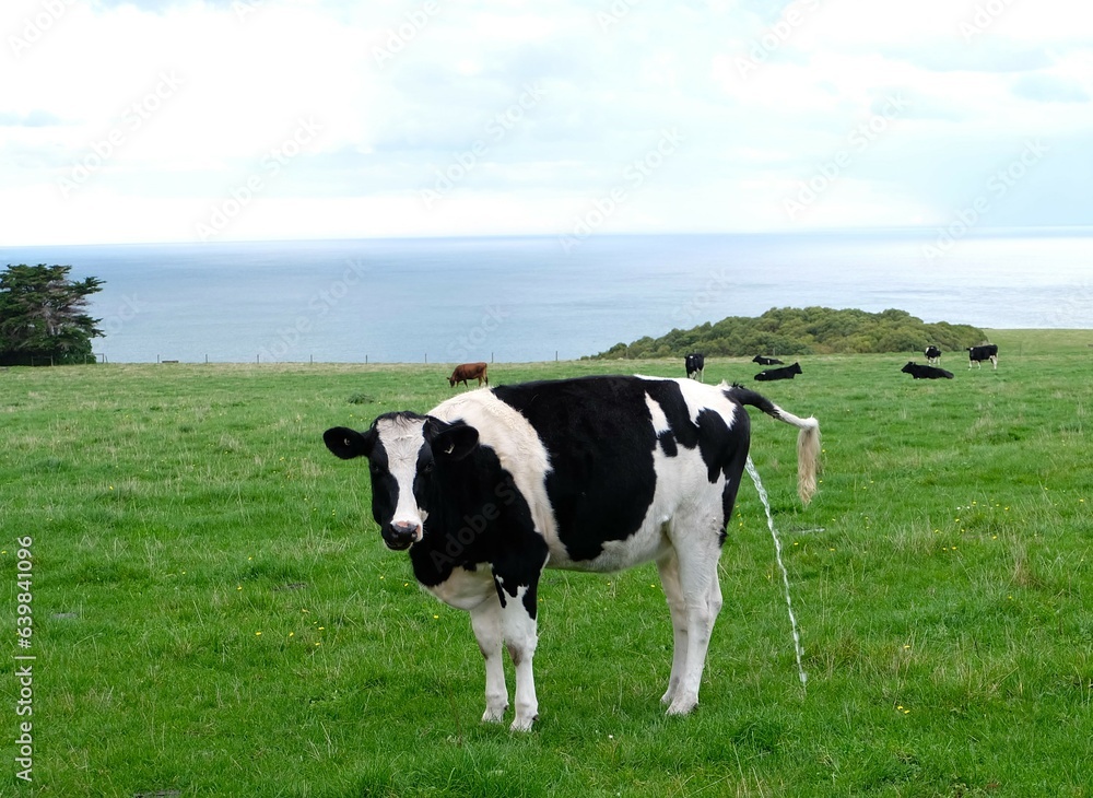 A single cow standing up on the field A single cow standing up on the field