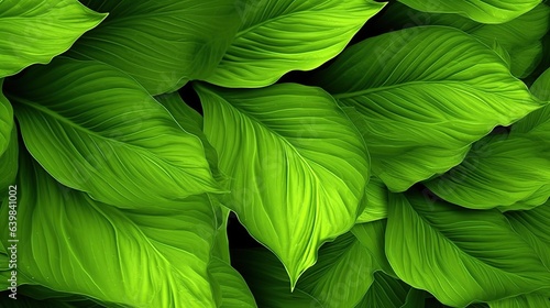 Green leaves background. Green leaves texture background. Tropical leaves background.