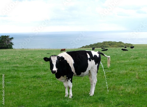 A single cow standing up on the field