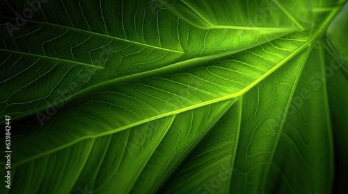 close up of green leaf texture for nature background and copy space.