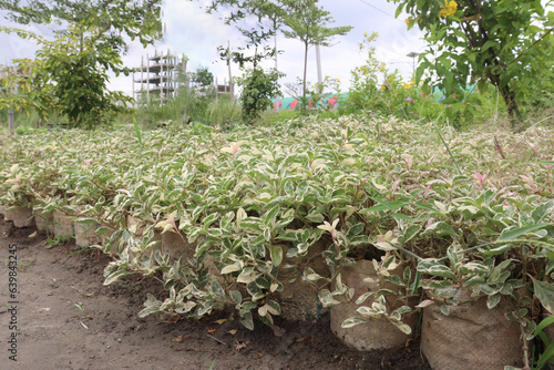 Euphorbia tithymaloides (Zig Zag Plant on farm photo