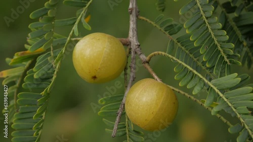 Close up shot of ripe amla or indian gooseberry hanging from a tree in the middle of lush green leaves at sunset. These fruits are known for their many health beenfits and the vitamin C photo