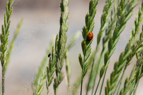 Marienkäfer im Gras
