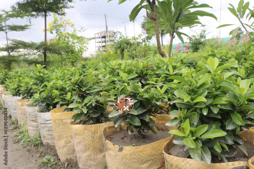Chinese ixora flower plant on farm Chinese ixora flower plant on farm