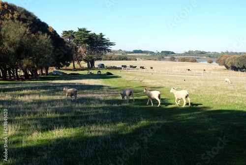 flock of sheep, lamb in the  field, farm