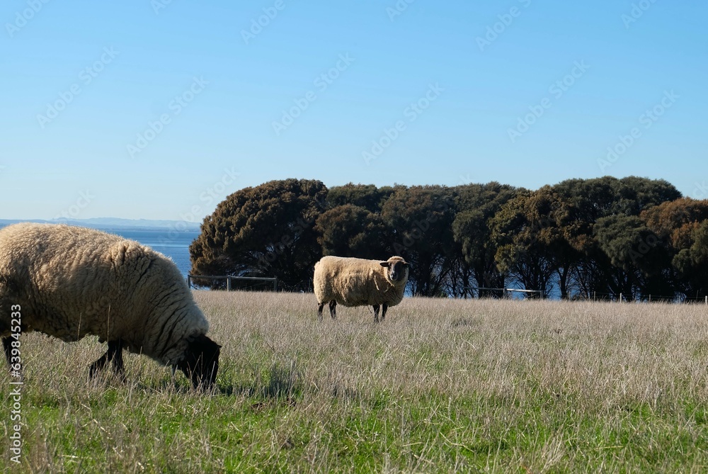Obraz premium flock of sheep, lamb in the field, farm