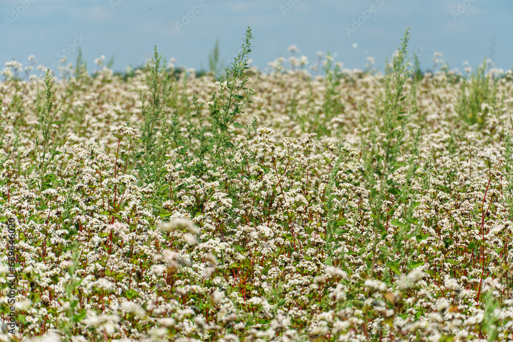 Fototapeta premium A large field for the cultivation of buckwheat. There are a lot of white little flowers in the field in summer. Agro-industrial complex for the production of buckwheat and buckwheat honey.