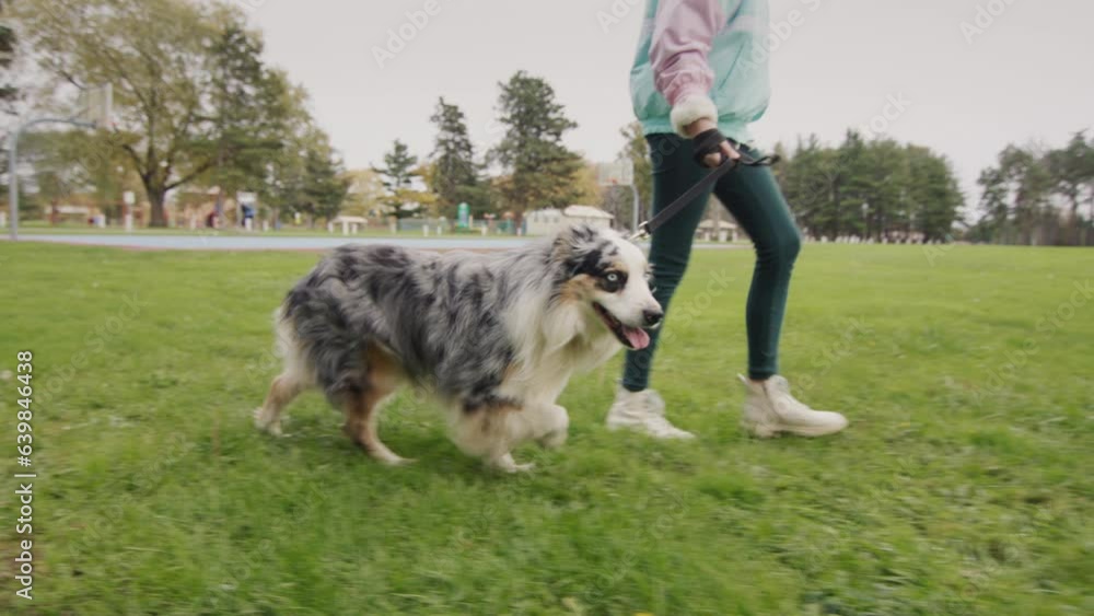 A child walks with a sheepdog on a leash in the autumn park A child walks with a sheepdog on a leash in the autumn park