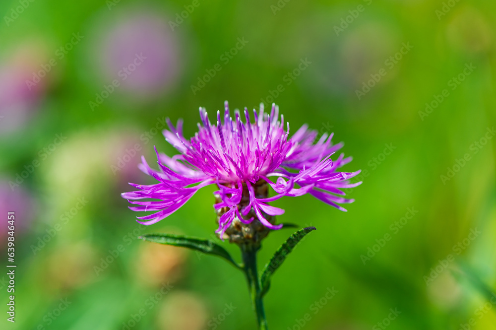 Spotted knapweed flower in the meadow, close-up. Spotted knapweed flower in the meadow, close-up.